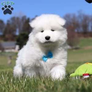 Simon, Samoyed Puppy